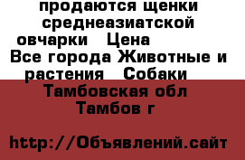 продаются щенки среднеазиатской овчарки › Цена ­ 30 000 - Все города Животные и растения » Собаки   . Тамбовская обл.,Тамбов г.